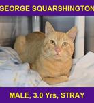 GEORGE SQUARSHINGTON